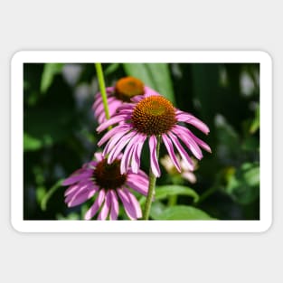 Fresh Echinacea Sticker